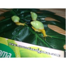 Caracol verde carnívoro - Edentulina martensi